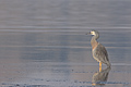 White Faced Heron