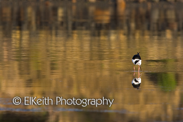 Pied Stilt