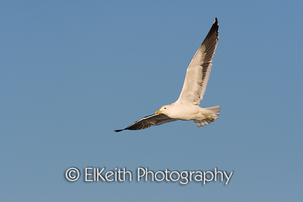 Black Backed Gull in early morning flight