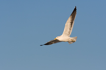 Black Backed Gull