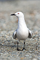 Black-Billed Gull