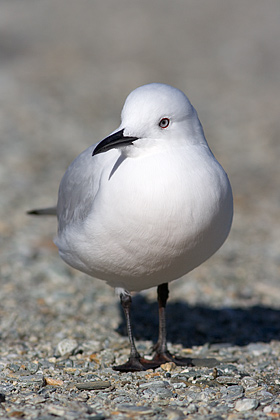 Black-Billed Gull