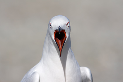 Black-Billed Gull