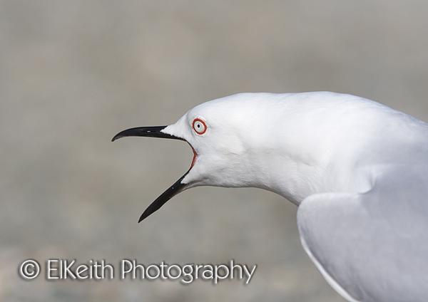 Black-Billed Gull squawk