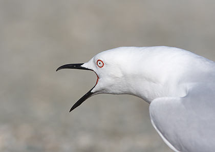 Black-Billed Gull