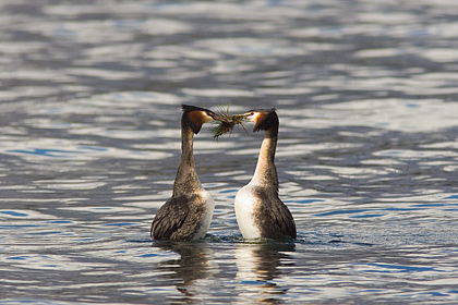 Australasian Crested Grebe