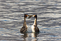 Australasian Crested Grebe