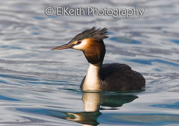 Australasian Crested Grebe Portrait