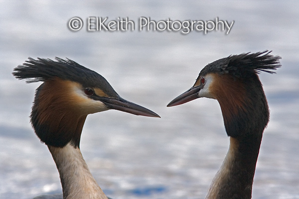 Australasian Crested Grebe Pair