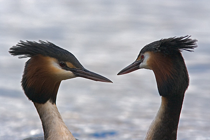 Australasian Crested Grebe