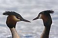 Australasian Crested Grebe