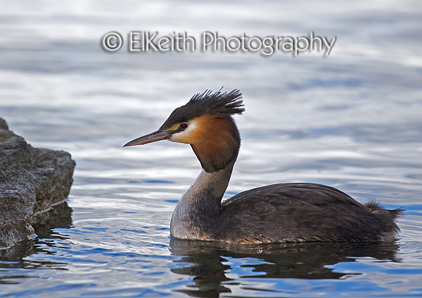 Australasian Crested Grebe