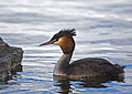 Australasian Crested Grebe