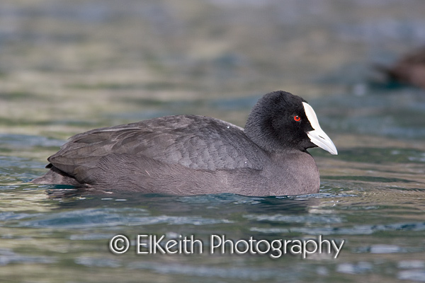 Australian Coot Portrait
