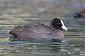 Australasian Coot