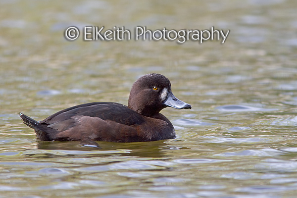 Female New Zealand Scaup