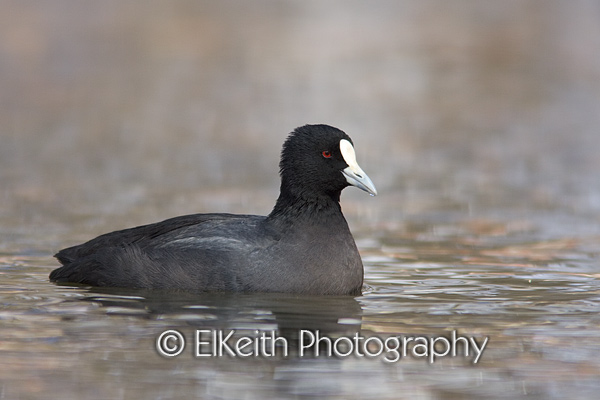 Australian Coot Portrait