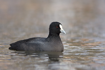 Australasian Coot