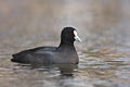Australasian Coot