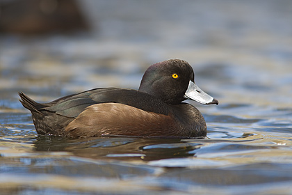 NZ Scaup