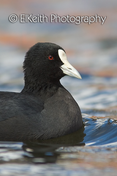 Australian Coot Portrait