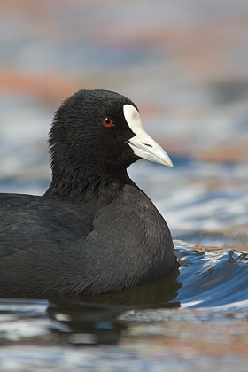 Australasian Coot