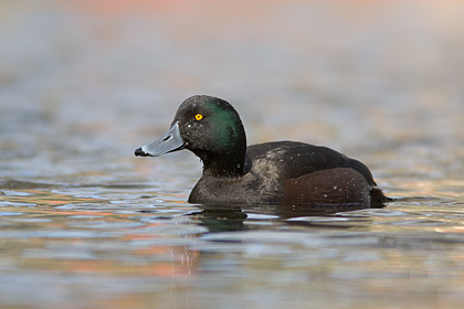 NZ Scaup
