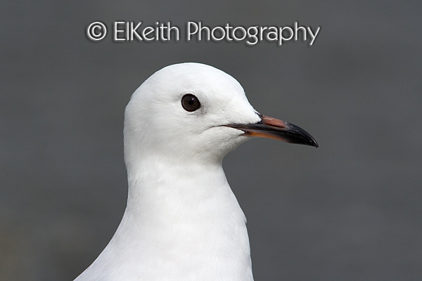 Juvenile Black-Billed Gull