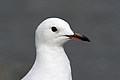 Black-Billed Gull