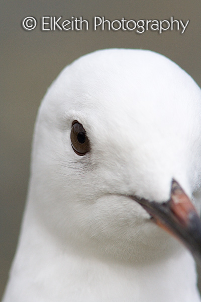 Juvenile Black-Billed Gull