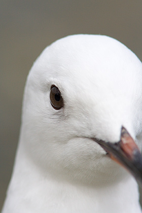 Black-Billed Gull