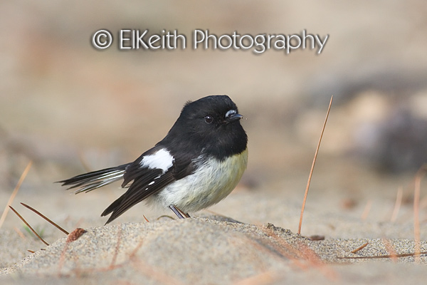Southern Tomtit