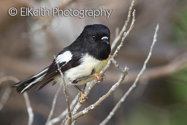 Southern Tomtit