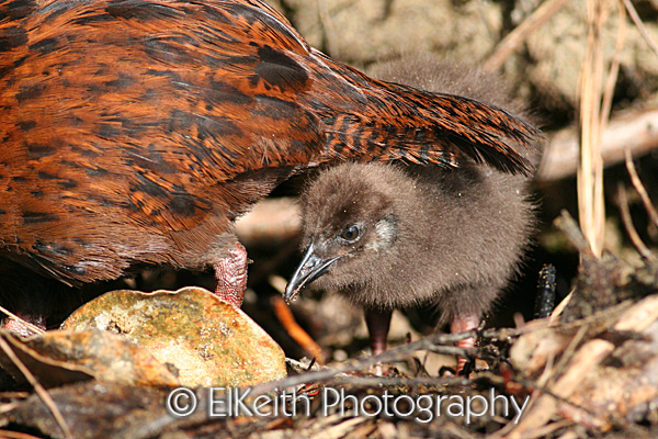Weka and Chick