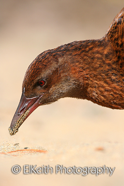 Foraging Weka