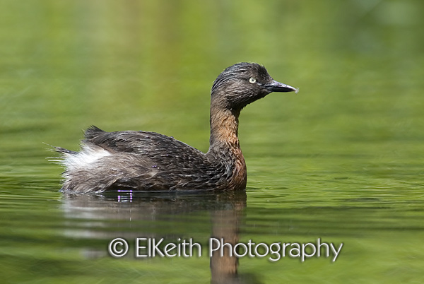 New Zealand Dabchick