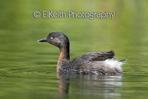 New Zealand Dabchick