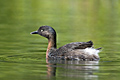 New Zealand Dabchick