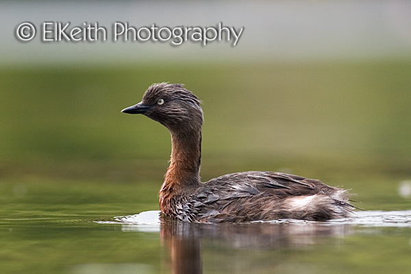 New Zealand Dabchick