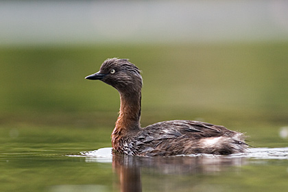 NZ Dabchick