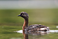 New Zealand Dabchick