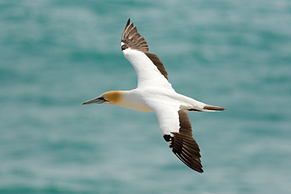 Australasian Gannet