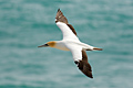 Australasian Gannet
