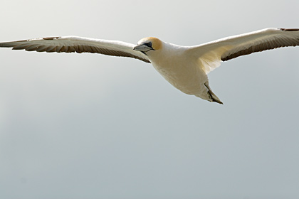 Australasian Gannet