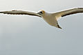 Australasian Gannet