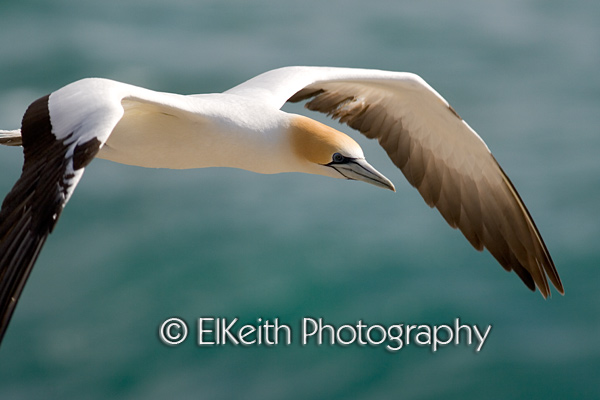 Australasian Gannet in Flight