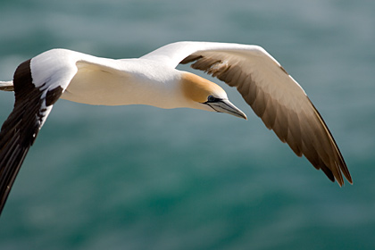 Australasian Gannet
