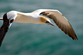 Australasian Gannet