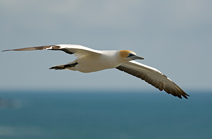 Australasian Gannet
