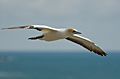Australasian Gannet